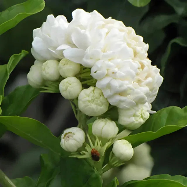 Jasmine flower